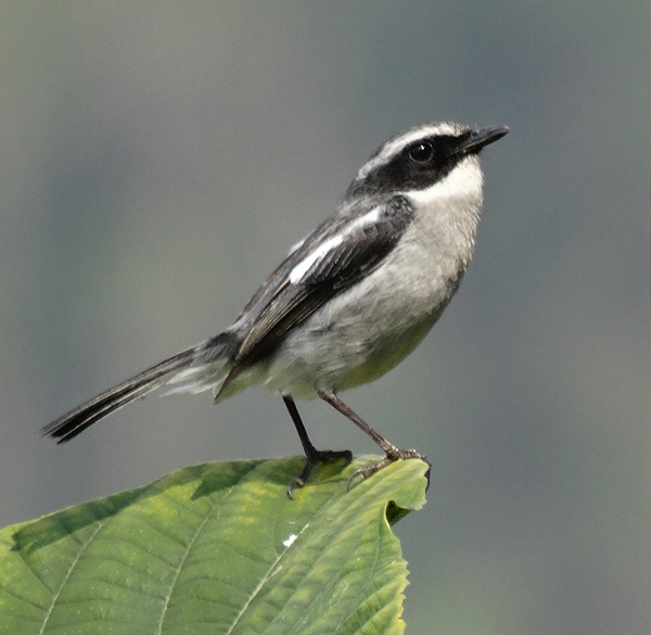 Gray Bushchat