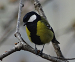bird