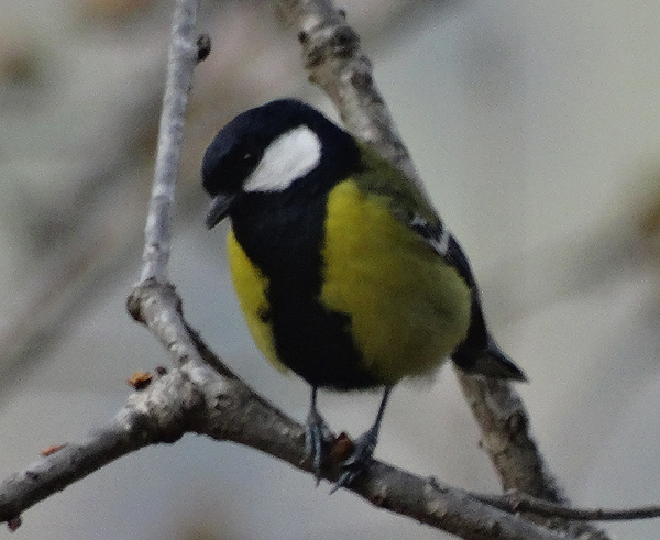 Green-backed Tit