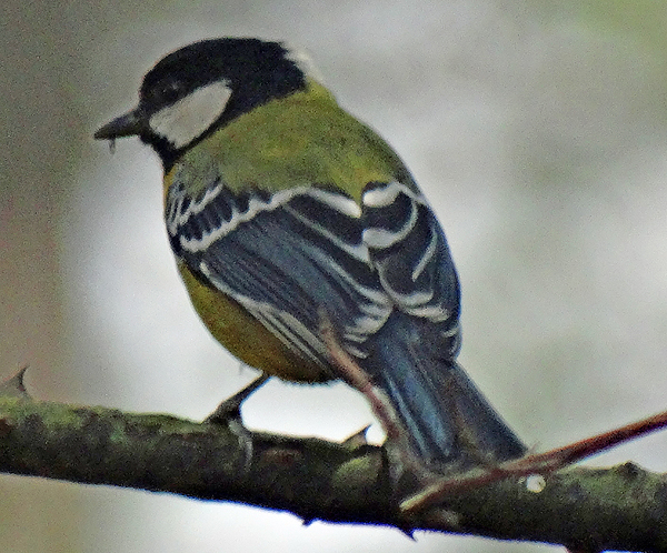 Green-backed Tit