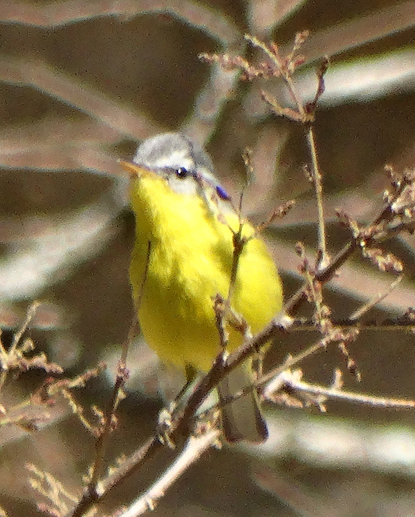 Gray-hooded Warbler