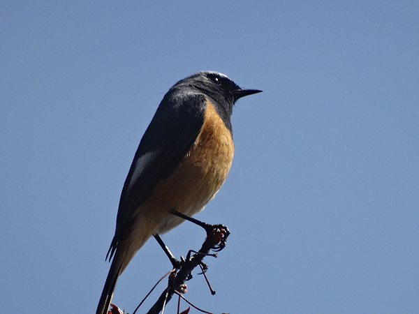 Hodgsons Redstart