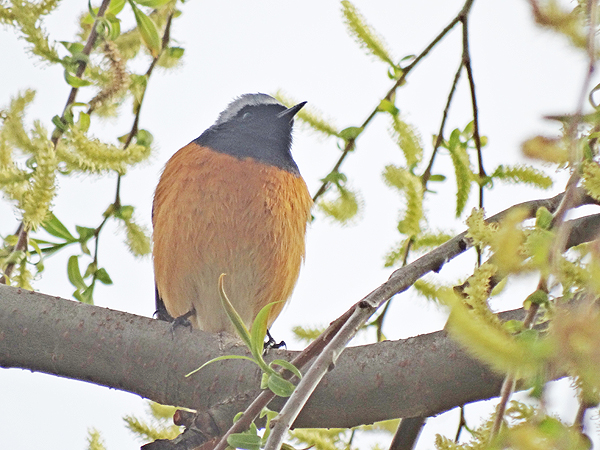 Hodgsons Redstart