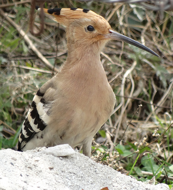Eurasian Hoopoe