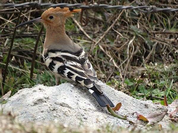 Eurasian Hoopoe