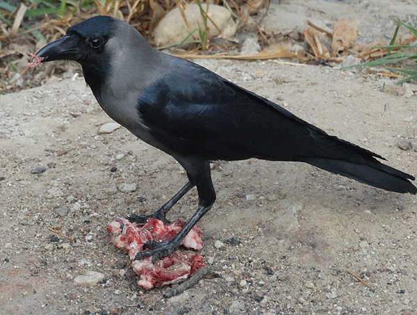 House Crow