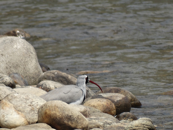 Ibisbill