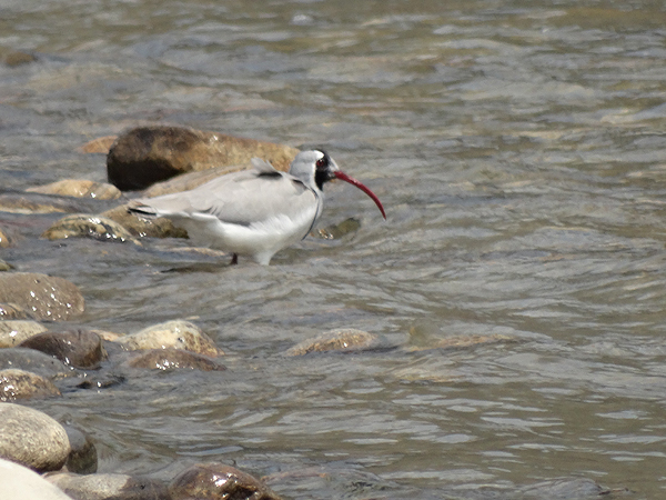 Ibisbill