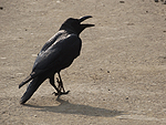 bird