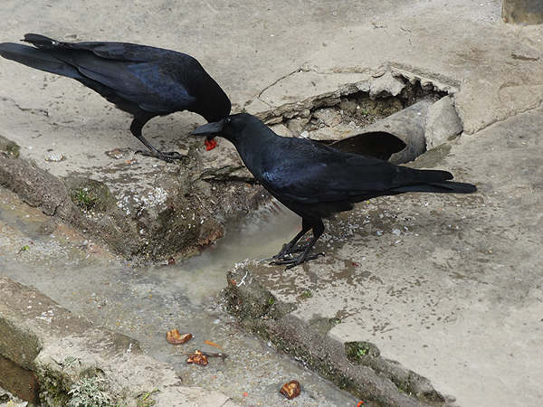 Large-billed Crow