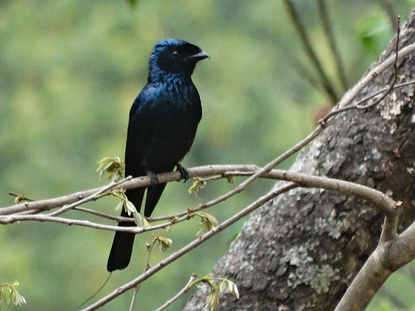 Large Niltava