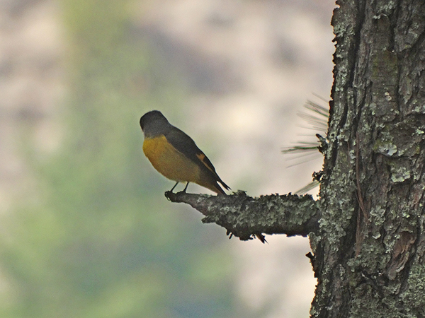 Long-tailed Minivet