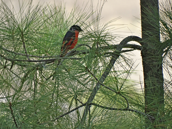 Long-tailed Minivet