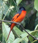 bird