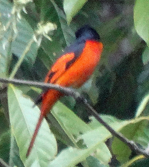 Long-tailed Minivet