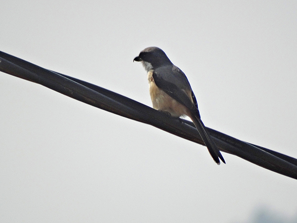 Long-tailed Shrike