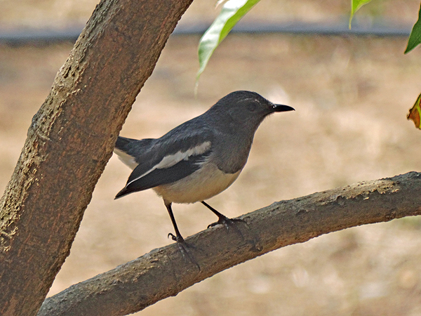 Oriental Magpie-Robin