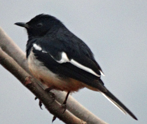 Oriental Magpie-Robin