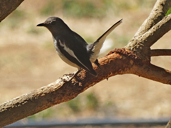 Oriental Magpie-Robin