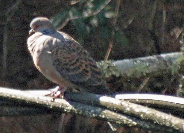 Oriental Turtle-Dove