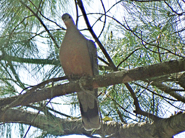 Oriental Turtle-Dove