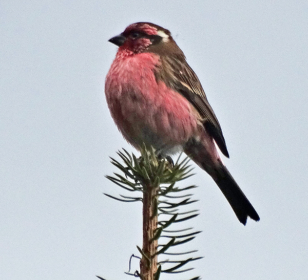 Pink-browed Rosefinch