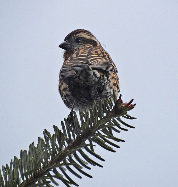 Pink-browed Rosefinch