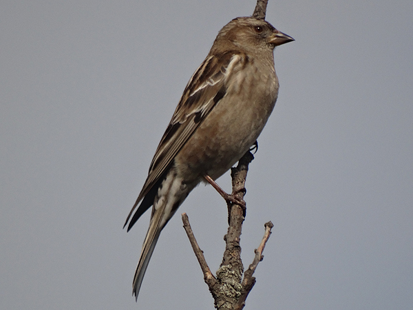 Plain Mountain Finch