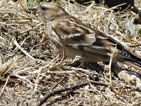Plain Mountain Finch