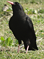 bird