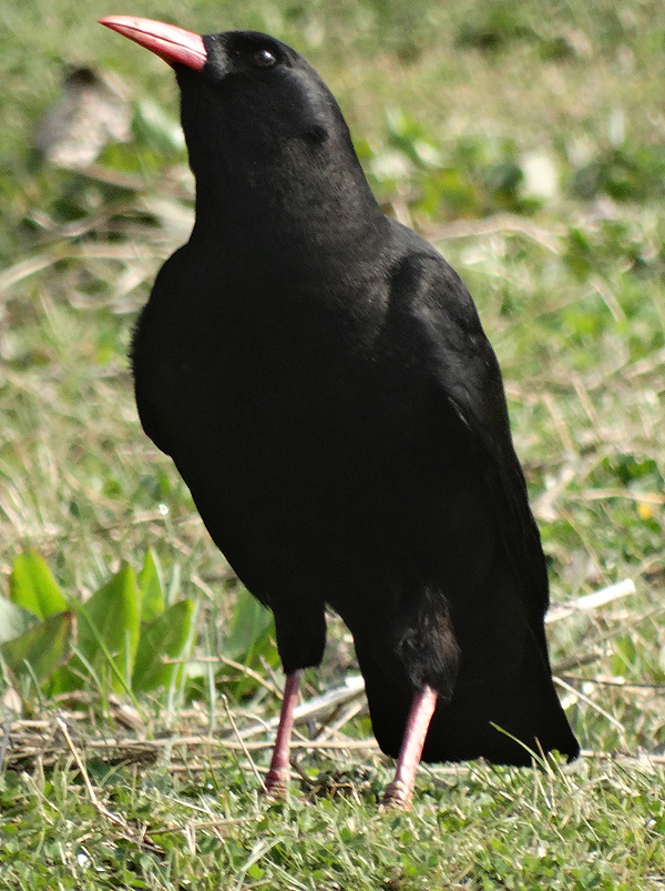 Red-billed Chough
