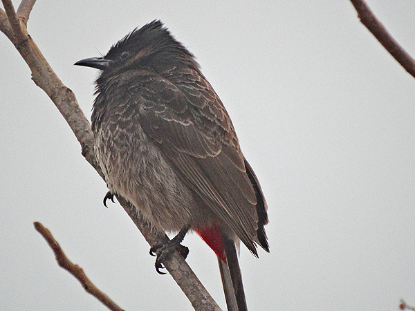 Red-vented Bulbul