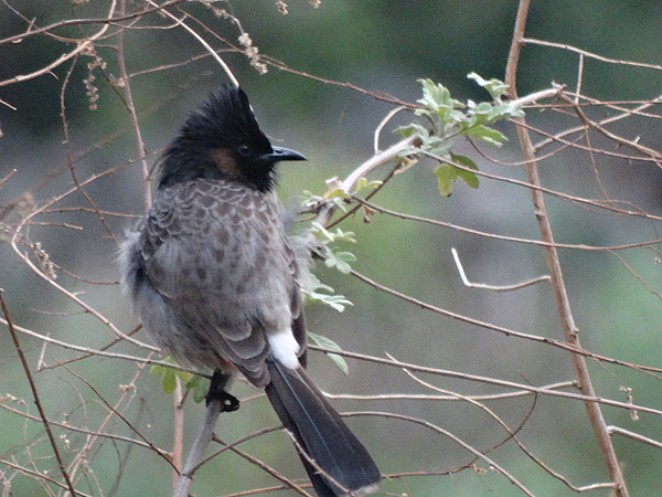 Red-vented Bulbul