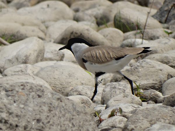 River Lapwing