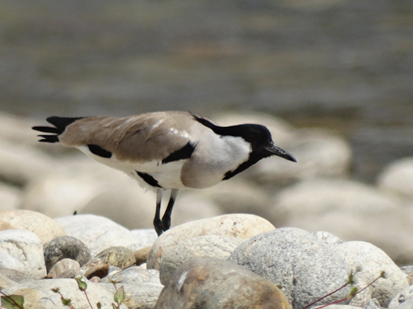 River Lapwing