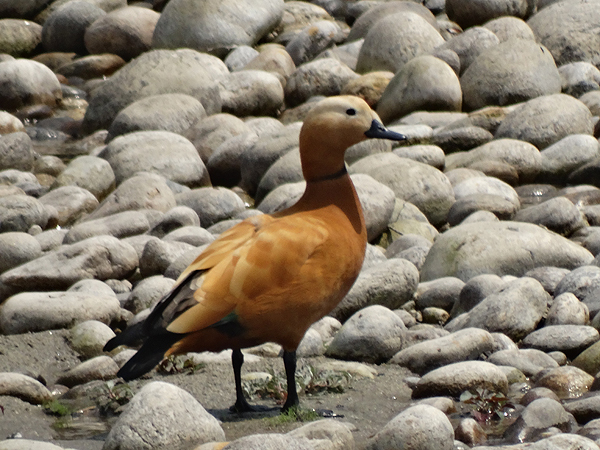 Ruddy Shelduck