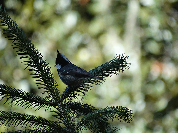 Rufous-vented Tit