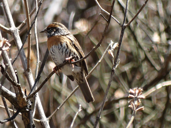 Rufous-breasted Accentor