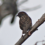 bird