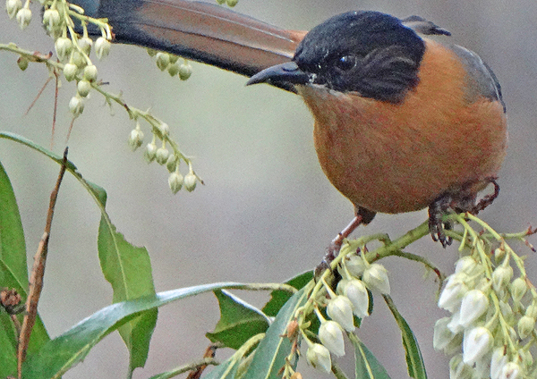 Rufous Sibia