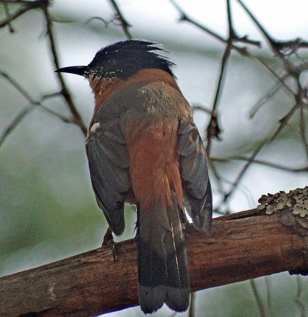 Rufous Sibia