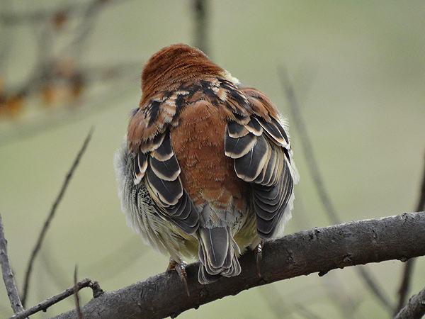 Russet Sparrow