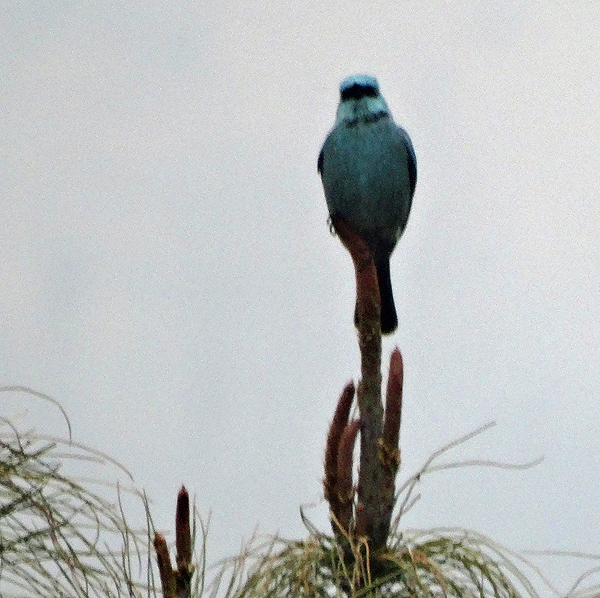 Verditer Flycatcher