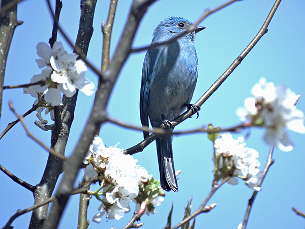 Verditer Flycatcher