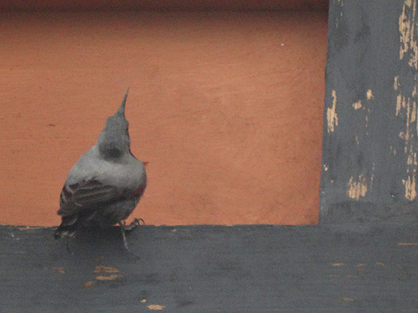 Wallcreeper