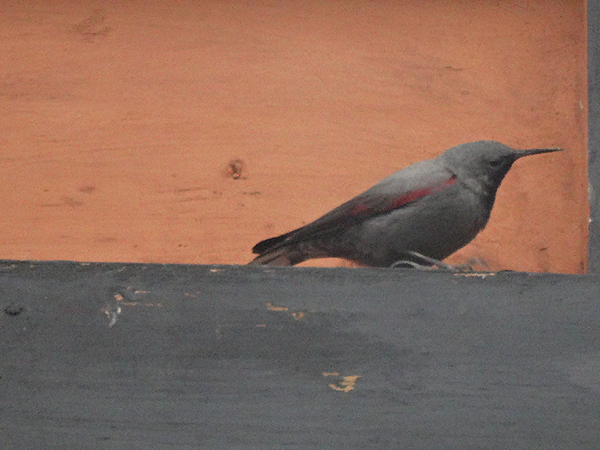 Wallcreeper