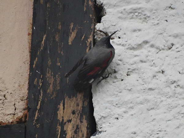 Wallcreeper