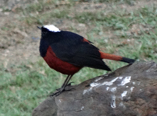 White-capped Redstart