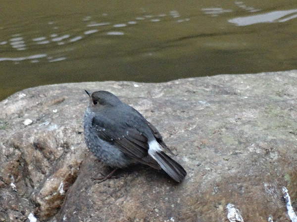 White-throated Dipper