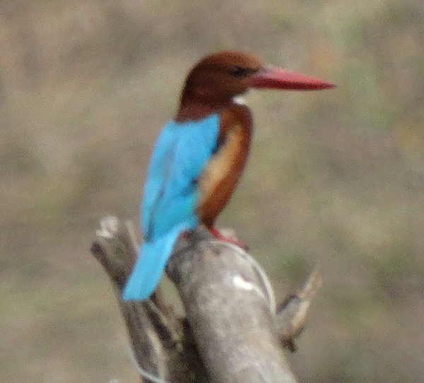 White-throated Kingfisher